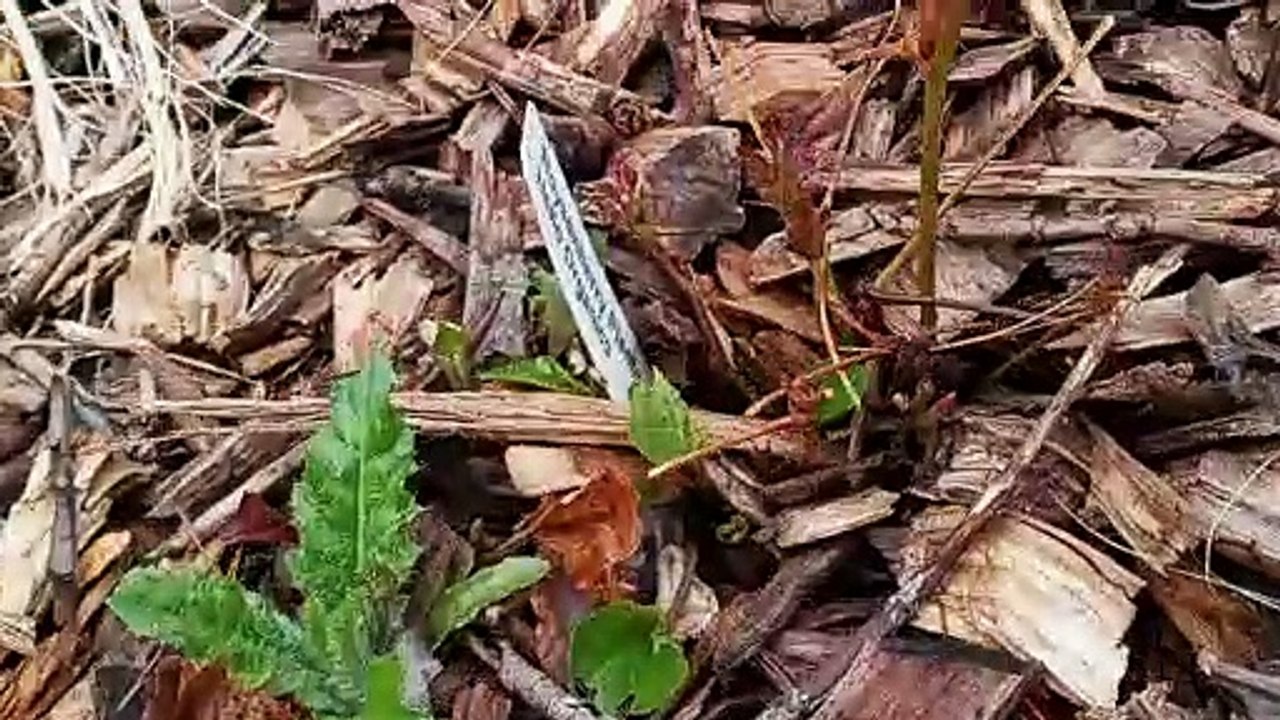 Early Spring Boysenberry Update - Urban Edible Landscaping
