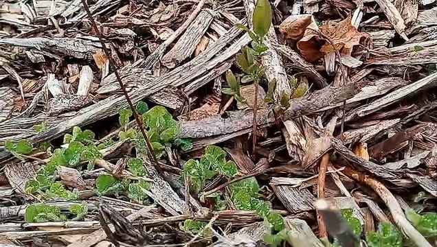 Urban Edible Landscaping - Early Blooming Berry Bushes (Haskaps)