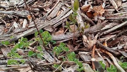 Urban Edible Landscaping - Early Blooming Berry Bushes (Haskaps)
