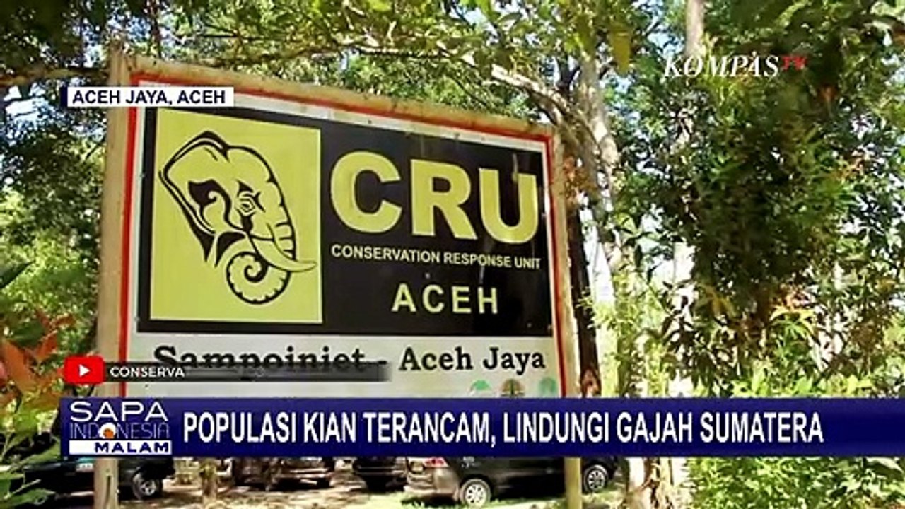 Konflik Antara Gajah dan Manusia Jadi Penyebab Terbesar Kematian Gajah di Aceh