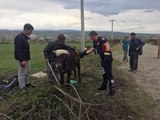 Son dakika haberi... RÖGARA DÜŞEN YAVRU MANDAYI İTFAİYE KURTARDI