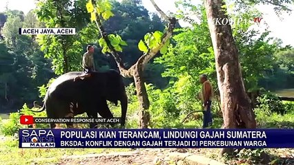 Miris, CRU Aceh Sebut Banyak Gajah Dibunuh Karena Dianggap Merusak Lahan Warga