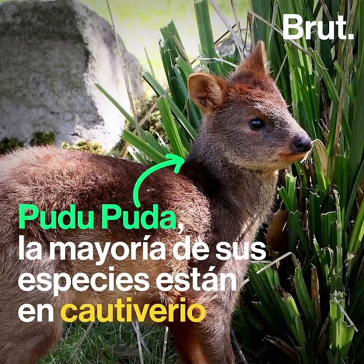 Parece un venado enano, pero no lo es 