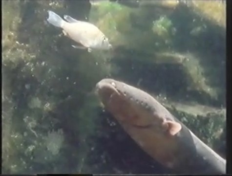 Amazon - The Flooded Forest (Part 2)