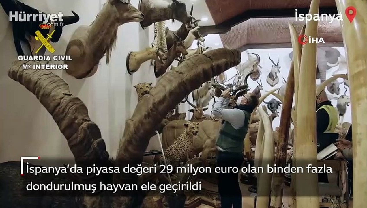 İspanya’da piyasa değeri 29 milyon euro olan binden fazla dondurulmuş hayvan ele geçirildi