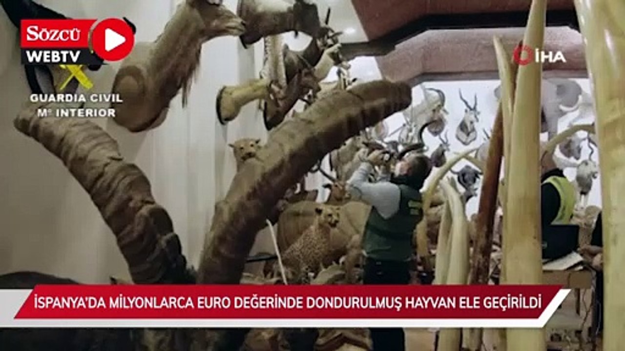 İspanya’da piyasa değeri 29 milyon euro olan binden fazla dondurulmuş hayvan ele geçirildi