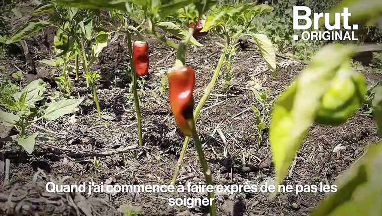 Pascal Poot a décidé de cultiver ses légumes autrement