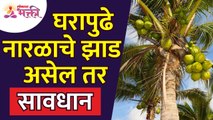 घरासमोर नारळाचे झाड असेल तर काय होईल? What if there is a coconut tree in front of the house?