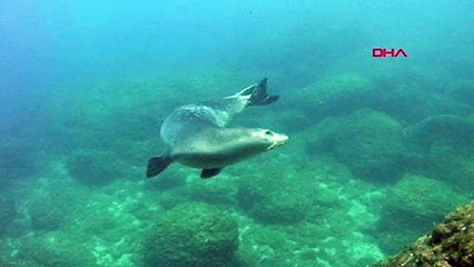 Kırmızı listedeki Akdeniz fokunun doğumu ilk kez görüntülendi