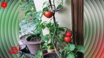 How to growing The Right Climate and area for Tomato Cultivation ? | Granny Crafts