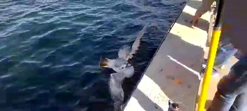 Oltaya takılan martıyı balıkçılar kurtardı