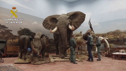 Pengusaha Asal Valencia Punya Koleksi 1.000 Hewan yang Diawetkan, 400 Spesies Diantaranya Hewan Dilindungi