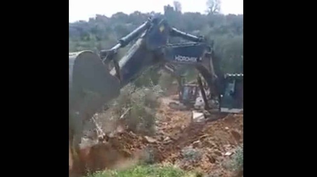 Zeytin ağaçları otoyol için acımasızca yok ediliyor