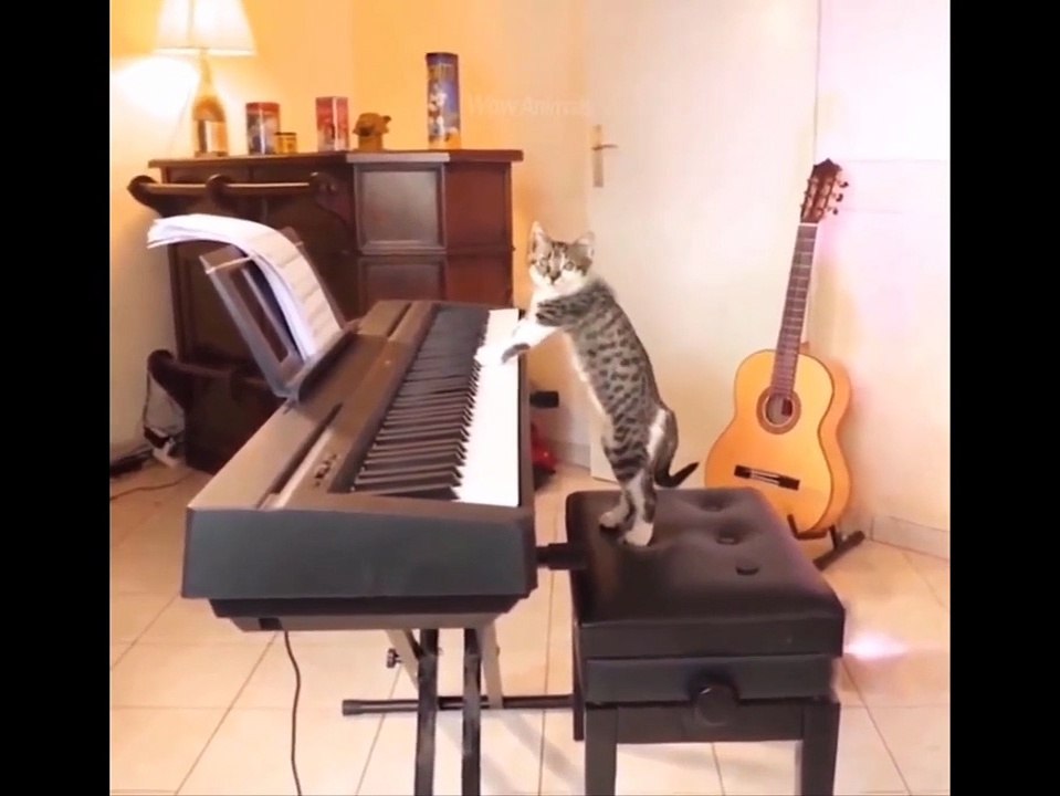 funny animals videos