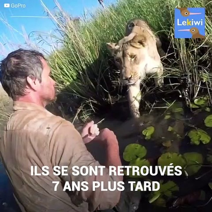 lion retrouve homme qui la soigne 7 plus tôt