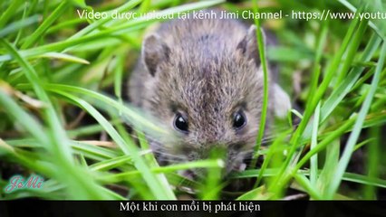 Diều Mướp Đen & Hành Vi Kỳ Lạ Với Chim Non