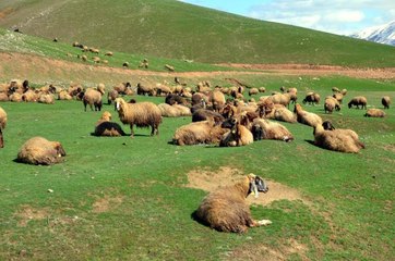 Besiciler çoban sıkıntısı yaşıyor
