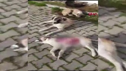 Bu nasıl vahşet? Yavru köpeğin derisini yüzüp öldürdüler