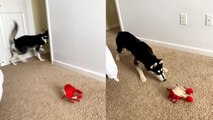 'Chicken-hearted Husky is NOT A FAN of the moving crab toy that also makes noise'