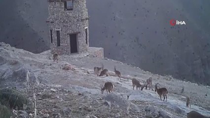 Kayseri'de yaban hayatı 26 fotokapanla takip ediliyor