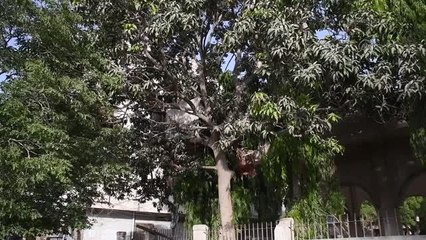 Pakistanlı genç 8 yıldır ağaçta yaşıyor