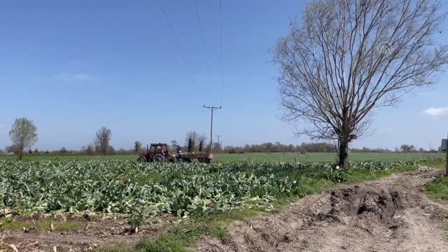 Bafra Ovası'nda karnabahar hasadı sürüyor