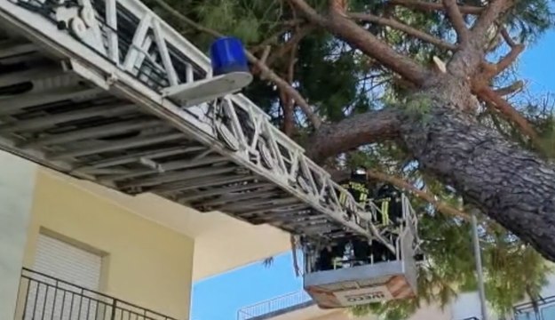 Rimini - Maltempo, pino si adagia su edificio: intervengono Vigili del Fuoco (11.04.22)
