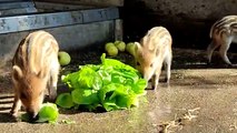 Putzmuntere Frischlinge: Alpenzoo freut sich über Wildschwein-Nachwuchs