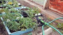 Vegetable Gardening Tips for Beginners