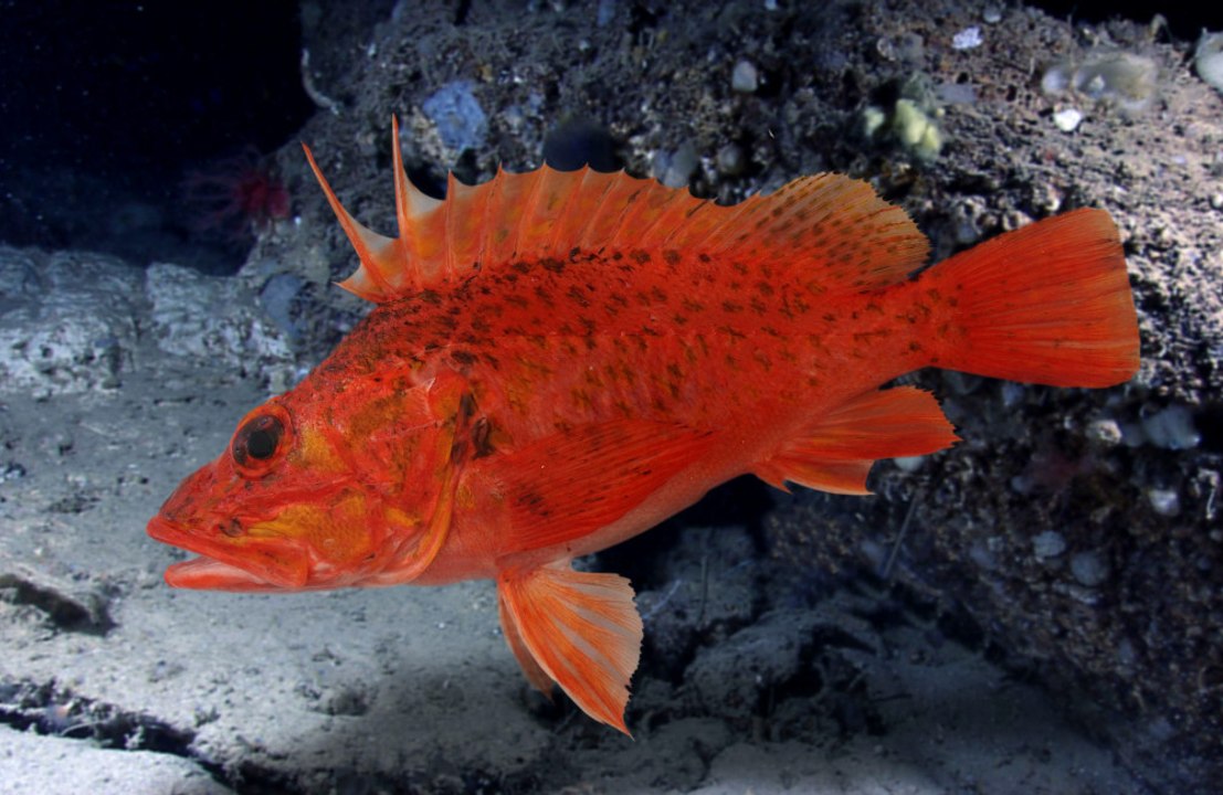 Fish sex makes the Earth move