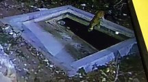 नीलकंठ महादेव मंदिर में पानी पीने आया पैंथर, सीसीटीवी में कैद हुई तस्वीरें