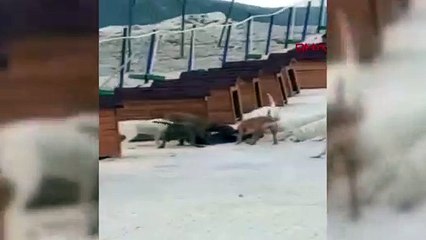 İnşaat halindeki barınakta tehlikeli ırklar birbirine girdi