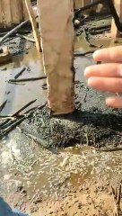 Fire news - 15 goats burnt alive due to fire, eight scorched