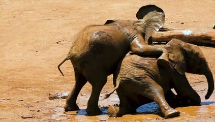 elephants playing in the mud