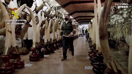 Stuffed lions and elephants seized in €29m taxidermy raid in Spain