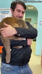 Ostrich the Cat Hides His Head at the Vet