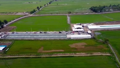 ตะลึง..ชาวนาพนมทวน พลิกวิกฤตเนรมิตท้องนาปลูกกัญชาทางการแพทย์ ร่วม 400 วิสาหกิจชุมชนทำนิคมกัญชา(ชมคลิป)