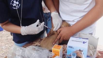 Realizan jornada veterinaria en Palacagüina