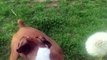 Excited Boxer Dog Eats Dandelion