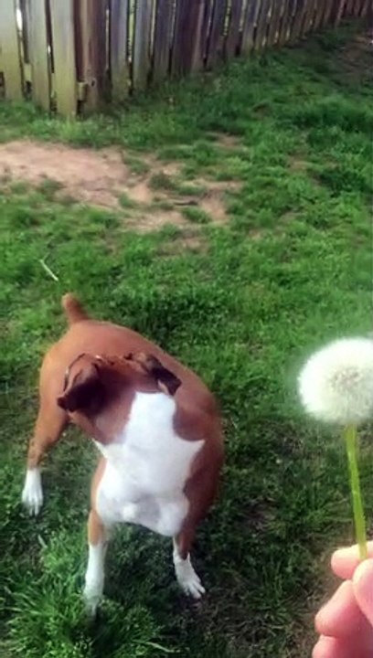 Excited Boxer Dog Eats Dandelion