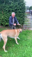 Great Dane Wants Dad's Coat