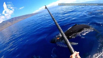 This Amazing Video Shows Us How a Humpback Whale Nurses Her Calf