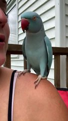 Kiwi the Parrot is a Chatterbox