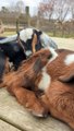 Baby Goats Napping