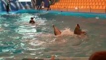 La ciudad de Odesa ofrece un espectáculo de delfines a los ciudadanos ucranianos
