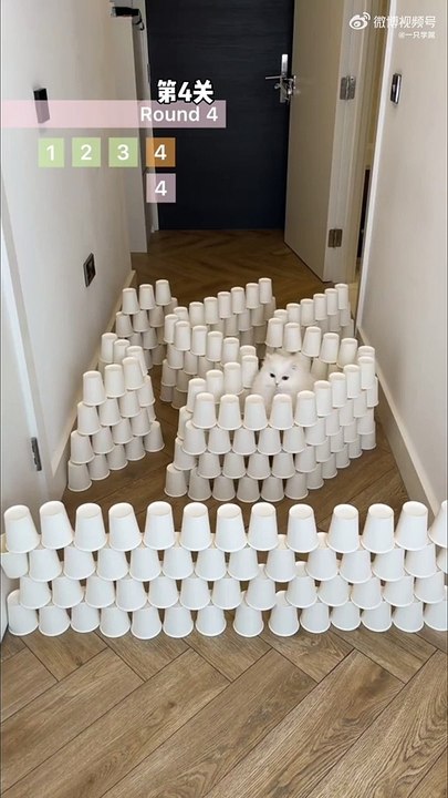 Chat vs obstacles... magique