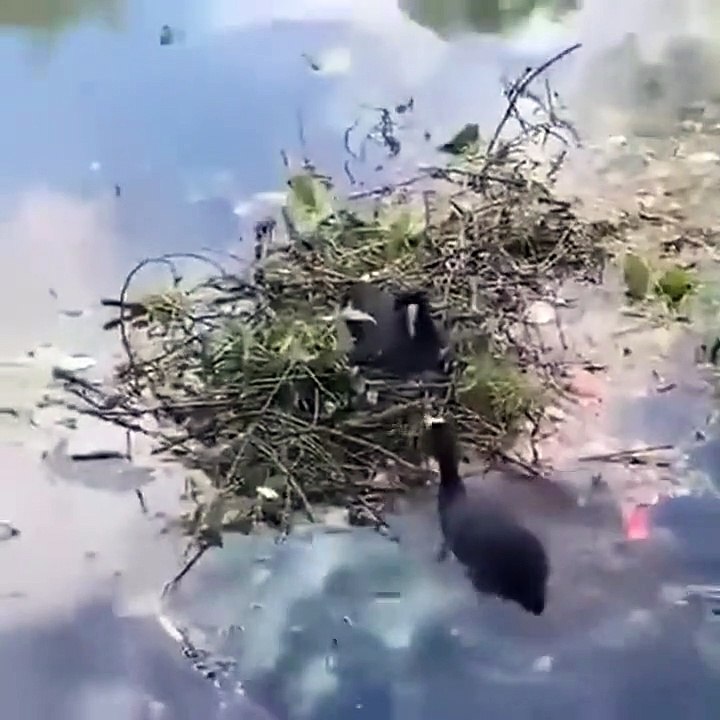 Il joue les fournisseurs de bois pour cette poule d'eau qui fait son nid