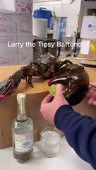 Lobster Helps Make Drink with Lime