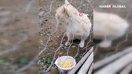 Gümüşhane’de vahşet! Büyü için kedilerin bacaklarını ve kuyruklarını kestiler