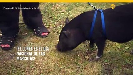 ¡El lunes es el Día Nacional de las Mascotas!